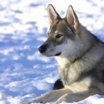 Tamaskan Dog download