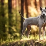 Thai Ridgeback background