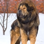 Tibetan Mastiff high definition wallpapers