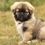 Tibetan Spaniel widescreen