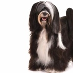 Tibetan Terrier full hd