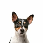 Toy Fox Terrier images