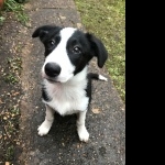 Welsh Sheepdog free