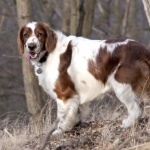 Welsh Springer Spaniel full hd