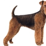 Welsh Terrier pics