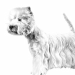 West Highland White Terrier widescreen