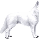 White Shepherd 1080p