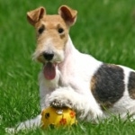 Wire Fox Terrier high quality wallpapers