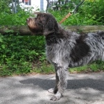 Wirehaired Pointing Griffon hd photos