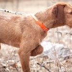 Wirehaired Vizsla hd pics