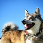 Alaskan Klee Kai background