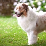 Australian Shepherd high definition photo