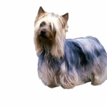 Australian Silky Terrier funny