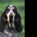 Basset Bleu de Gascogne new wallpapers