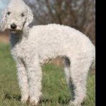 Bedlington Terrier images