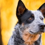 Blue Heeler free download