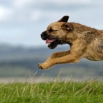 Border Terrier wallpapers for desktop