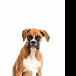 Boxer breed cute