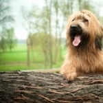 Briard download