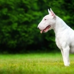 Bull Terrier wallpapers for desktop