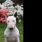 Bull Terrier (Miniature) desktop