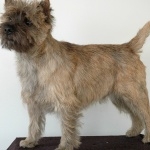 Cairn Terrier hd photos