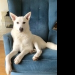 Canaan Dog cute