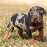 Catahoula Cur wallpapers hd