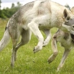 Czechoslovak Wolfdog hd