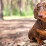 Dachshund high definition wallpapers