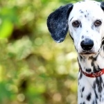 Dalmatian breed new wallpaper