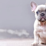 French Bulldog cute