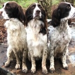 French Spaniel desktop wallpaper