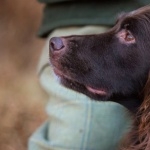 German Longhaired Pointer desktop wallpaper