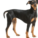 German Pinscher new wallpapers