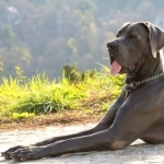 Great Dane cute