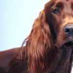 Irish Red and White Setter 1080p