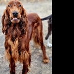 Irish Setter hd desktop