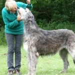 Irish Wolfhound wallpaper