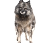 Keeshond wallpapers hd