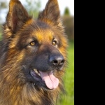 King Shepherd new photos