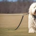 Komondor hd photos