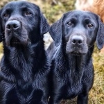 Labrador Retriever high definition photo