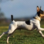 Miniature Fox Terrier photo