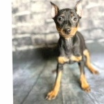 Miniature Pinscher pics