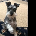 Miniature Schnauzer images