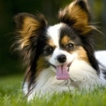 Papillon breed background