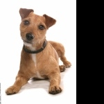 Patterdale Terrier hd desktop