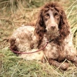 Pont-Audemer Spaniel 2025