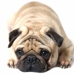 Pug new wallpapers